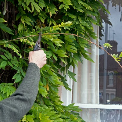 Prune wisteria in January or February, then again in July or August