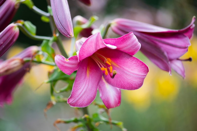 Lilies