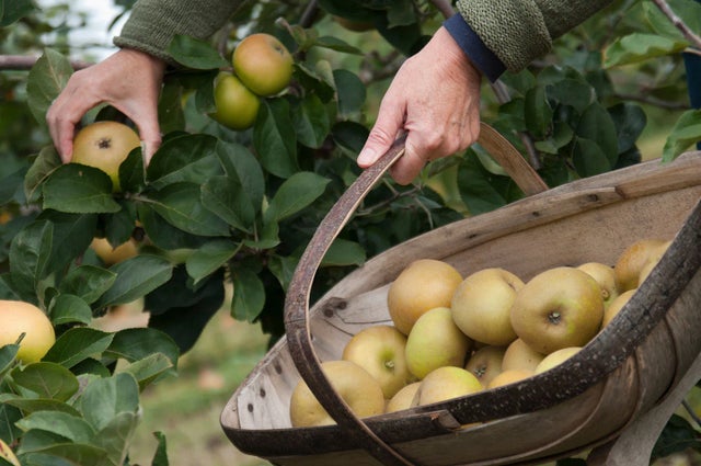 How to grow your own fruit