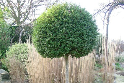 Standard form