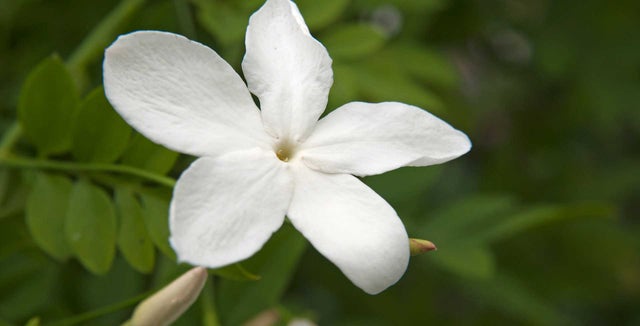 Discover jasmines
