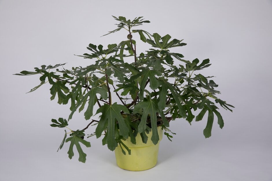 LITTLE MISS FIGGY 'Lmf01'<sup>PBR</sup>