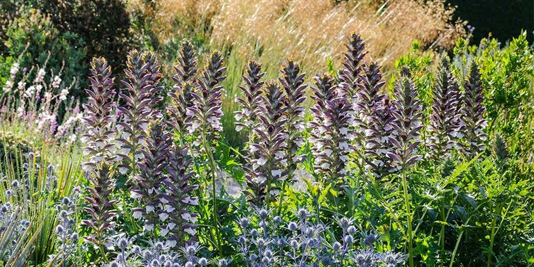 Buy acanthus from RHSplants.co.uk