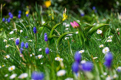 Colchicum / RHS Plant Guide