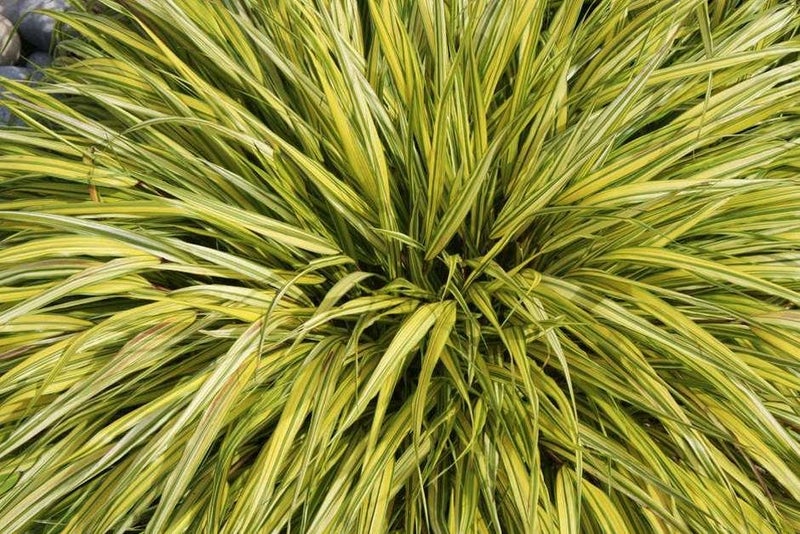 Golden Japanese forest grass