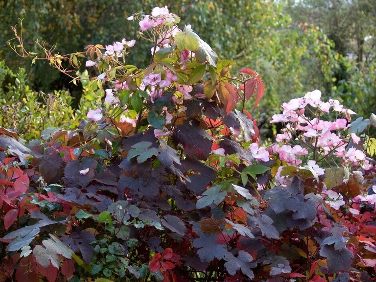 Everything you need to know about climbing plants