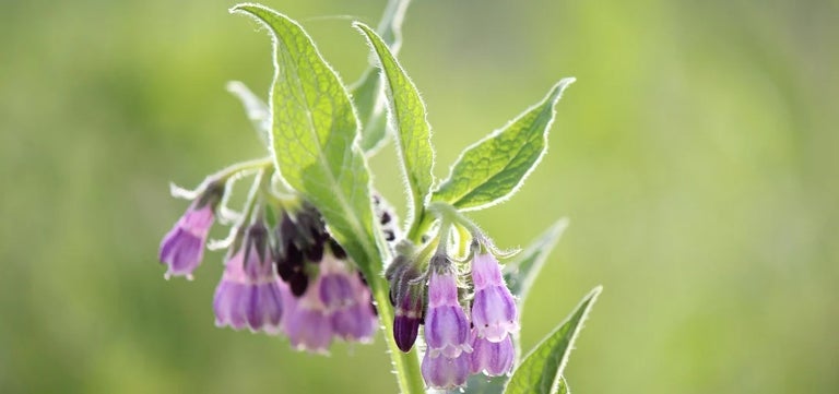 Why comfrey is the superplant you need