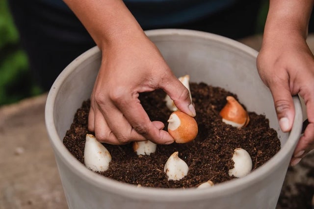 Video: How to plant bulbs in a pot