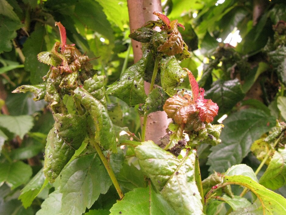 Cherry blackfly (<EM>Myzus cerasi</EM>) on cherry (<i>Prunus avium</i>). Credit: RHS/Entomology.