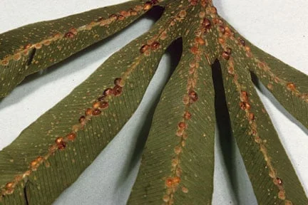 Hemispherical scale (<EM>Saissetia coffeae</EM>) on Climbing fern (<EM>Lygodium circinatum</EM>)