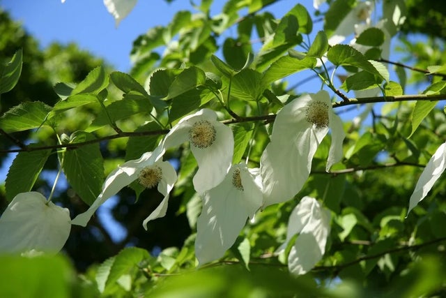 Davidia involucrata
