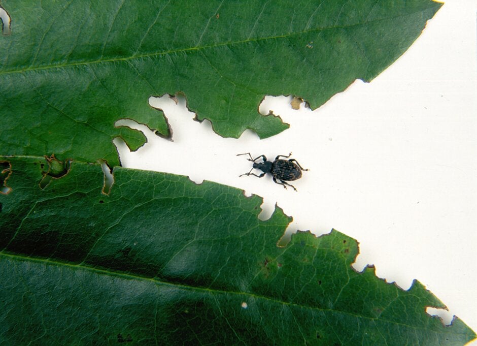 Vine weevil | RHS Advice