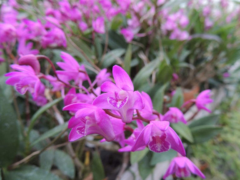 Dendrobium