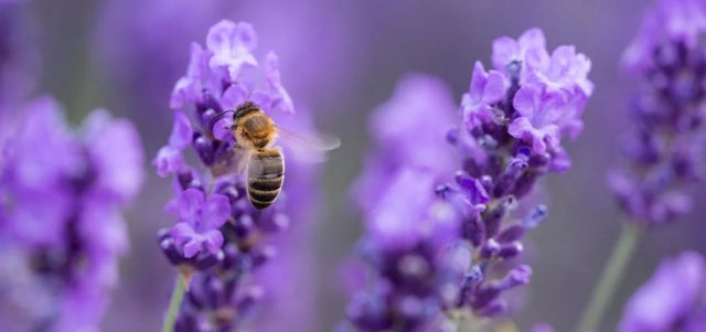 10 award-winning drought-tolerant plants