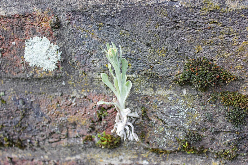 Jersey cudweed growing out of a brick wall