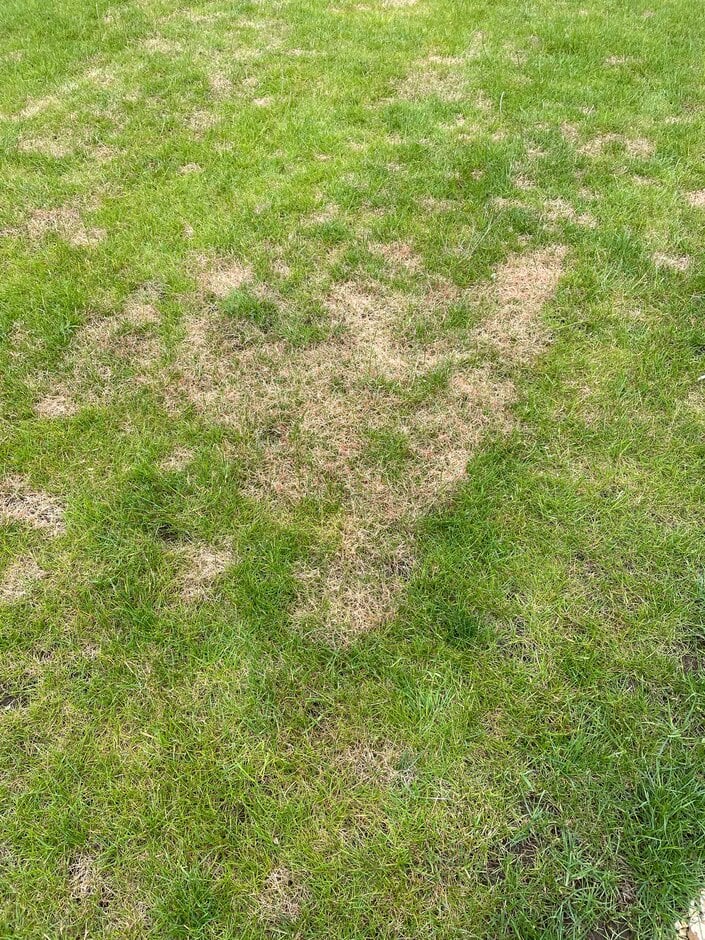 Red thread: Symptoms & Control | RHS Advice