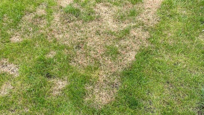 Red Thread Graph Red thread: Symptoms & Control | RHS Advice