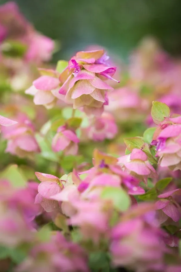 Origanum ‘Kent Beauty’