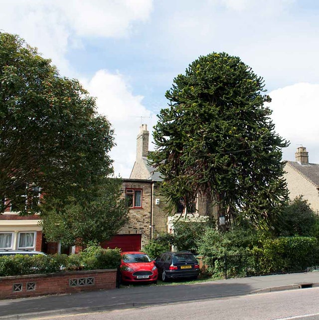 Tree roots can grow far beyond the width of the canopy.
