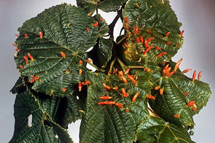 www.rhs.org.uk