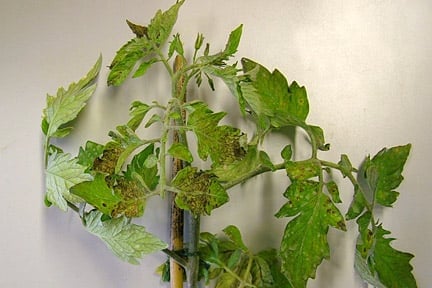 tobacco mosaic virus tomato Tomato Viruses: Identification & Management