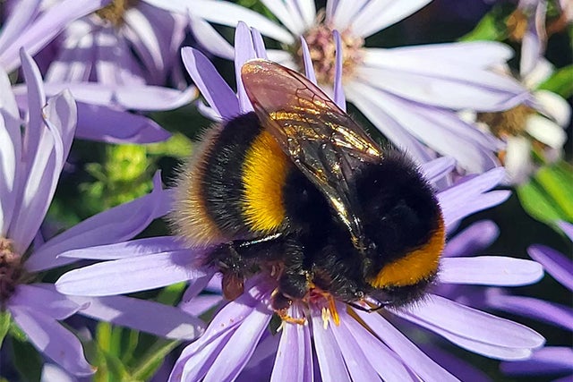 Plants for Pollinators