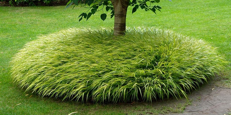 Buy hakonechloa from RHSplants.co.uk