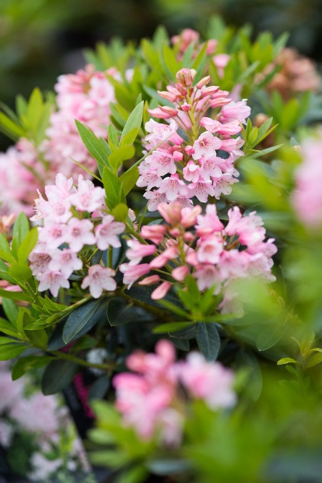 Box Alternatives Rhs Box Alternatives for Healthy Hedges | RHS Advice