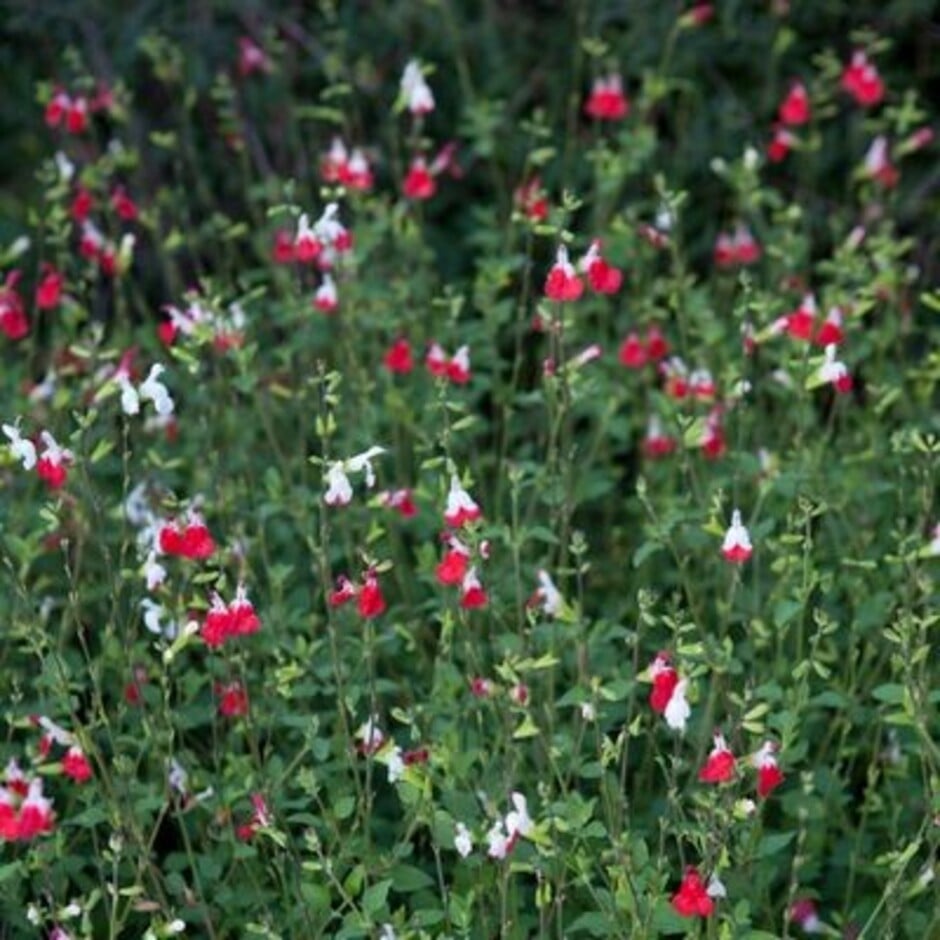 <i>Salvia</i> ‘Hot Lips’