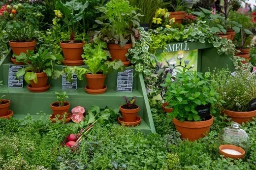 Plants Let’s Grow