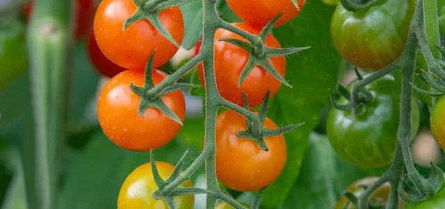 How to grow tomatoes quickly