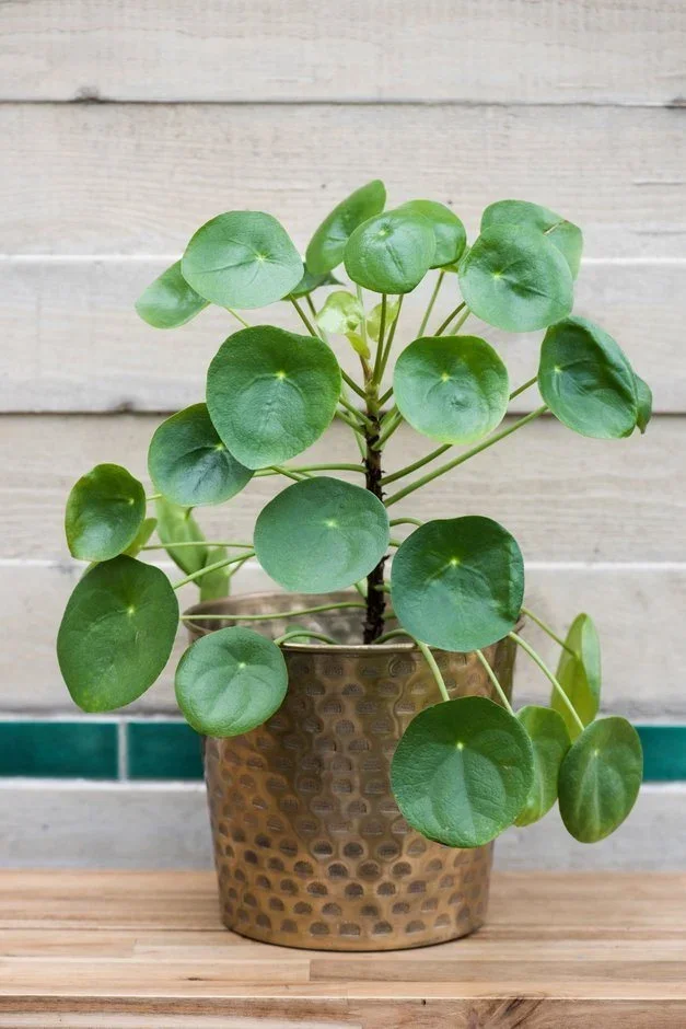Pilea peperomioides (missionary plant)