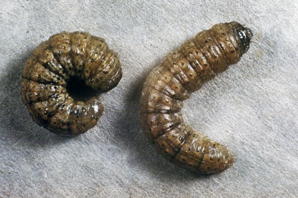 Wireworms: Identification, Care & Tips | RHS Advice