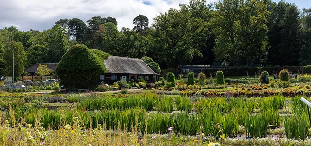 RHS gives 104-year-old plant award a makeover