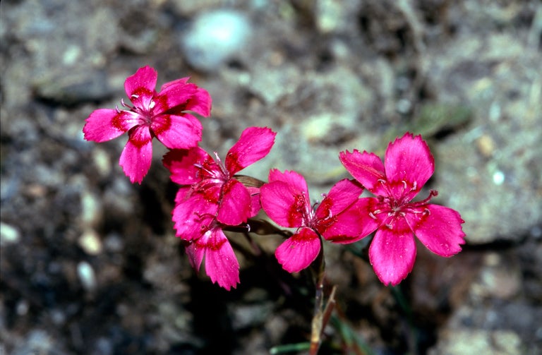 Buy alpine dianthus from RHSplants.co.uk
