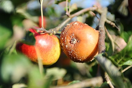 How to grow pears | RHS Guide