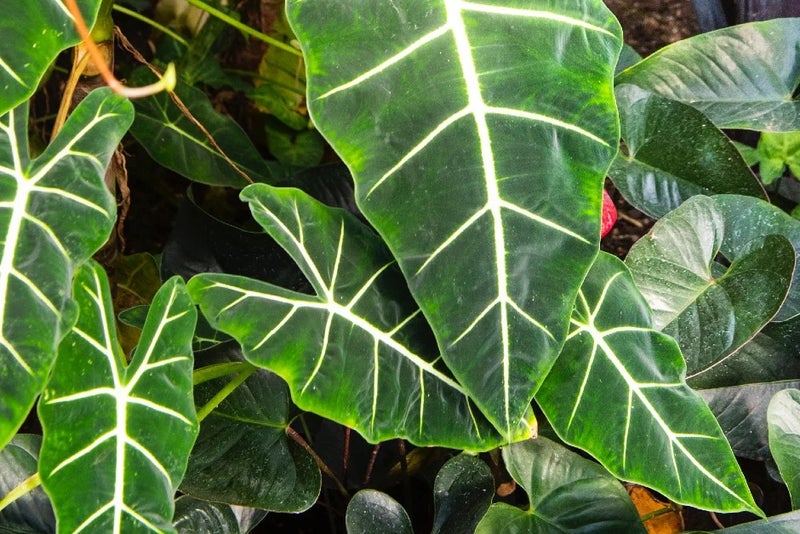 Elephant's ears – striking veins