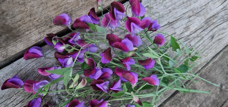 New plants: Sweet pea ‘Cedric Morris’