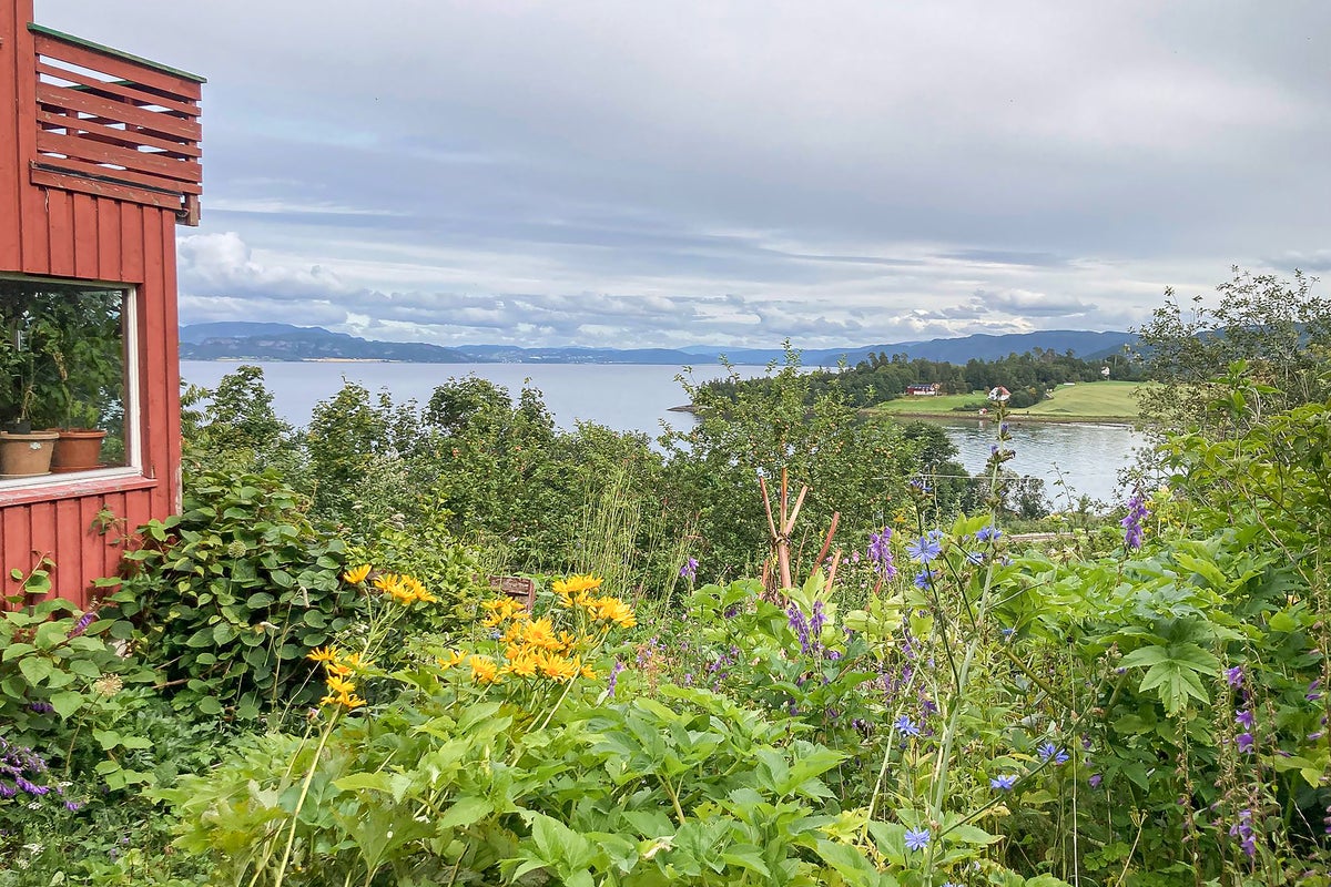 A landscape with a body of water and a field of flowers in Norway