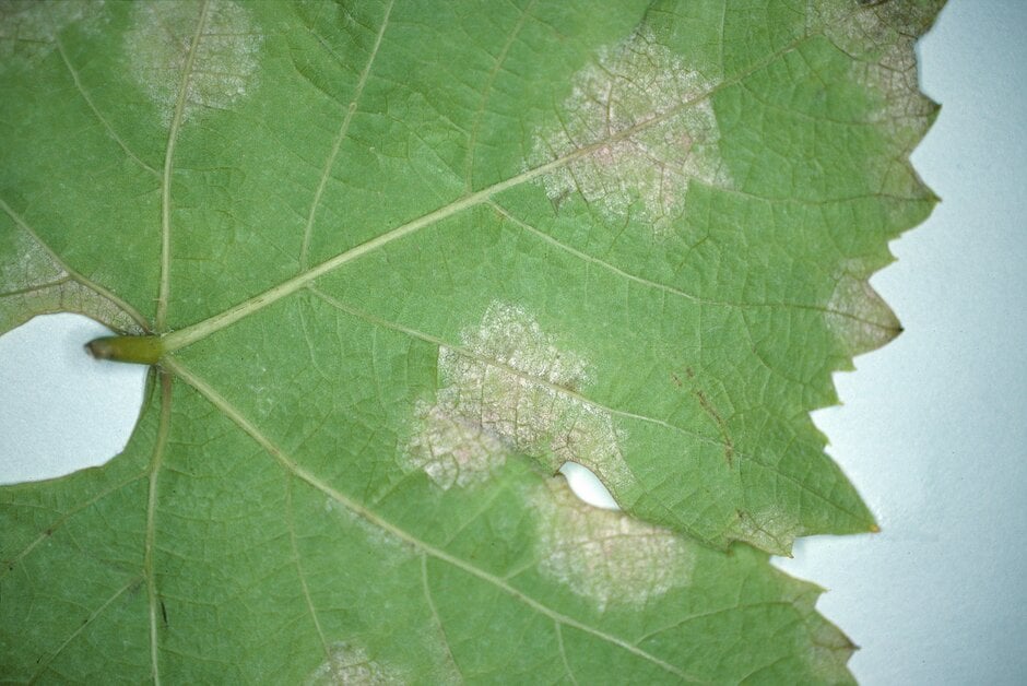 Grapevine diseases: Symptoms, Causes & Control | RHS Advice
