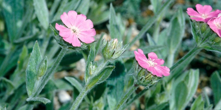 Buy lychnis from RHSPlants.co.uk