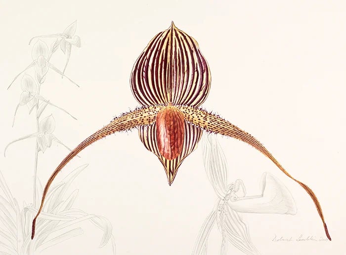 RHS Lindley Library Botanical Art