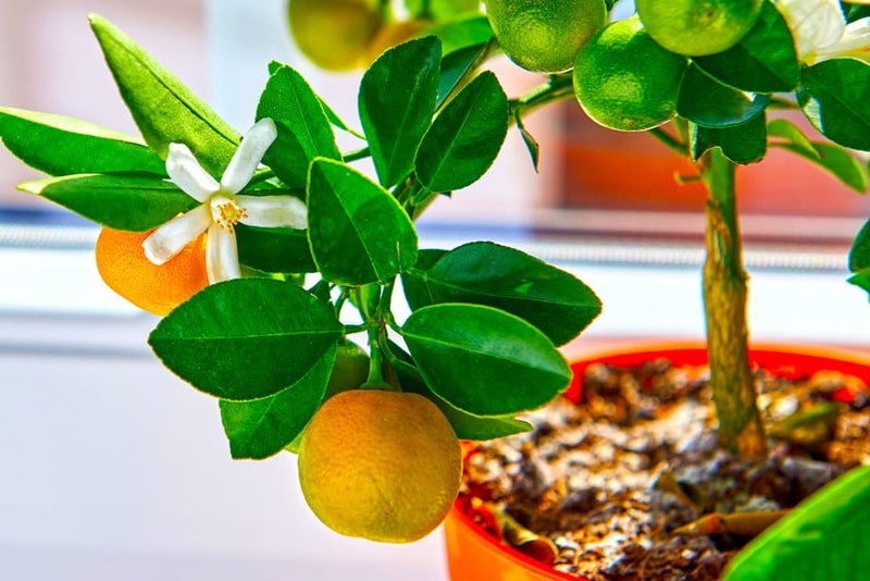 How to grow citrus | RHS Guide