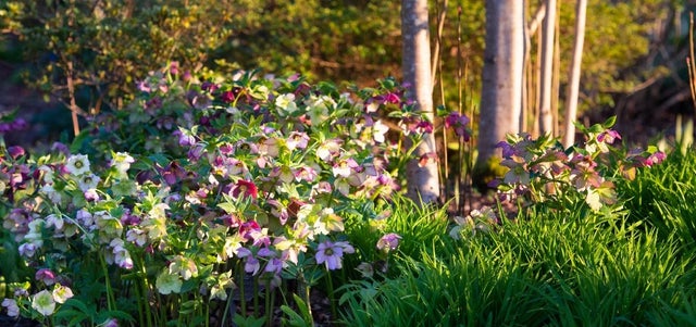 Five plants to pep up your garden