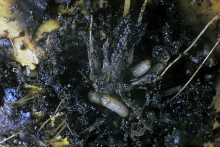 Onion fly (<EM>Delia antiqua</EM>) on onion