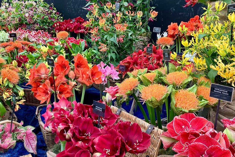 A shot of colour