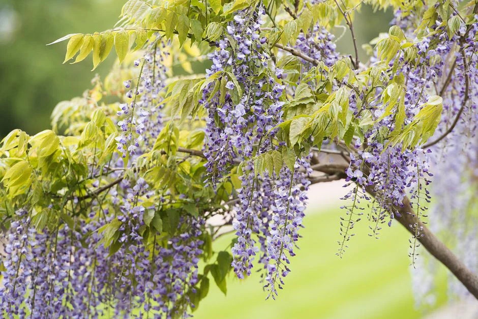 Gardening with the RHS podcast