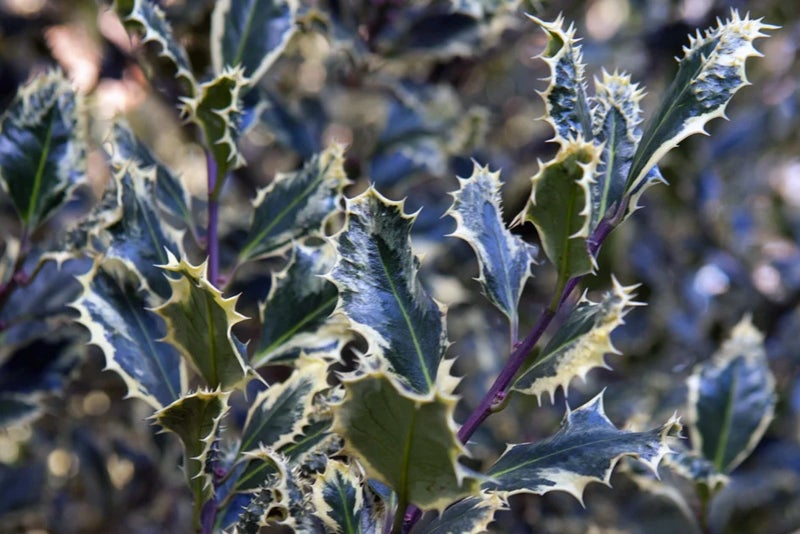 Holly with a difference