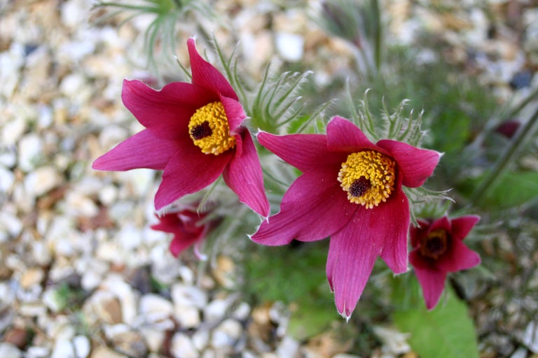 Buy pulsatilla from RHSPlants.co.uk