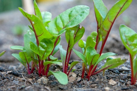 How to grow chard | RHS Guide